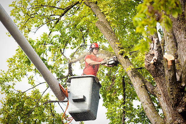 Best Tree Disease Treatment  in Jordan, MN